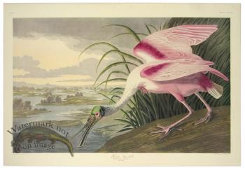 Roseate Spoonbill L.E.